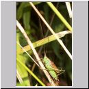 Conocephalus dorsalis - Kurzflueglige Schwertschrecke m03.jpg